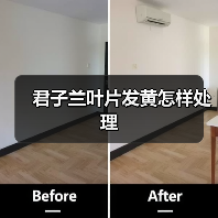 君子兰叶片发黄怎样处理（图3）