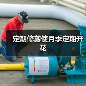 定期修剪使月季定期开花（图2）