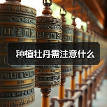 种植牡丹需注意什么（图2）
