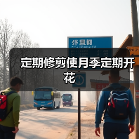定期修剪使月季定期开花（图4）