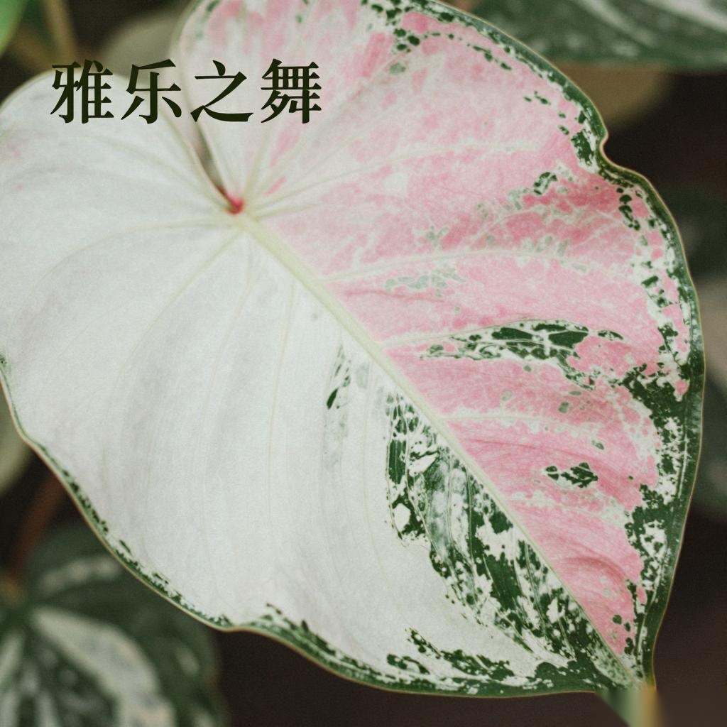 雅乐之舞怎么养护(雅乐之舞的养殖注意事项)