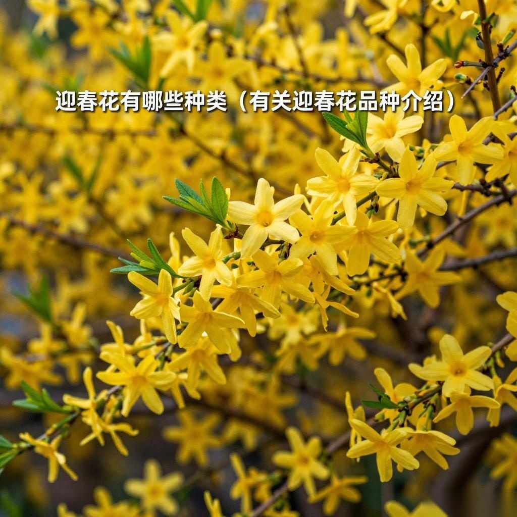 迎春花有哪些种类(有关迎春花品种介绍)