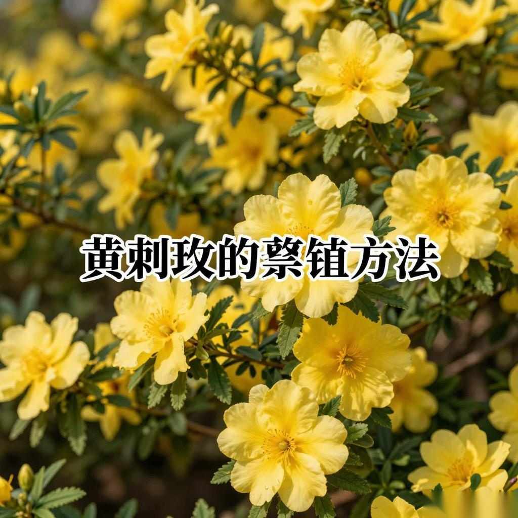 黄刺玫的繁殖方法