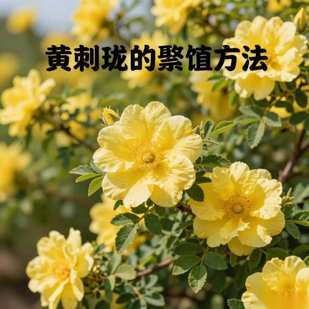 黄刺玫的繁殖方法