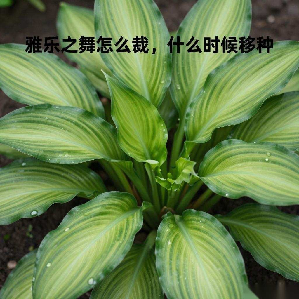 雅乐之舞怎么栽，什么时候移种