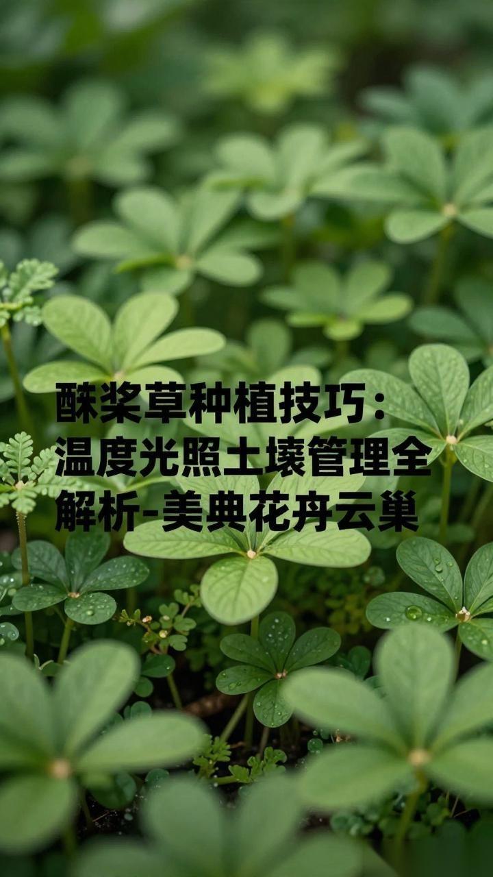 酢浆草种植技巧：温度光照土壤管理全解析-美典花卉云巢