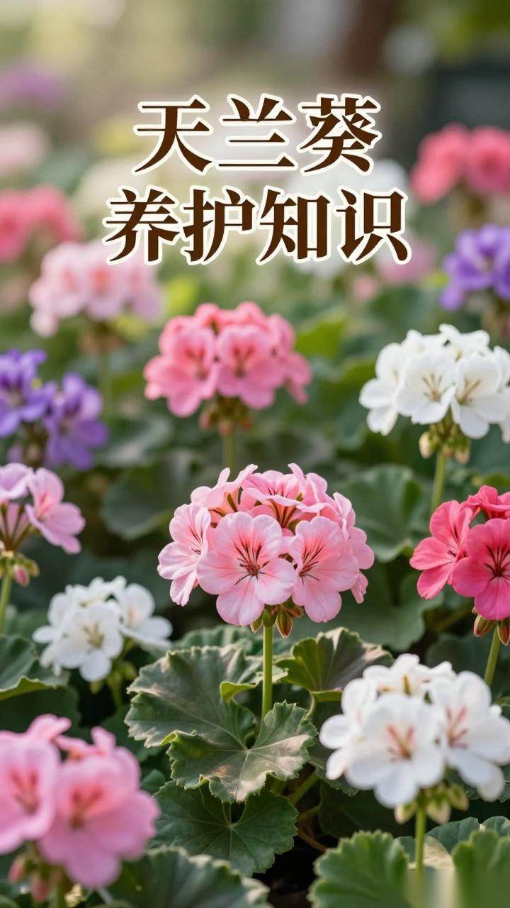 天竺葵各地开花时间差异及催花技巧全解析-美典花卉云巢