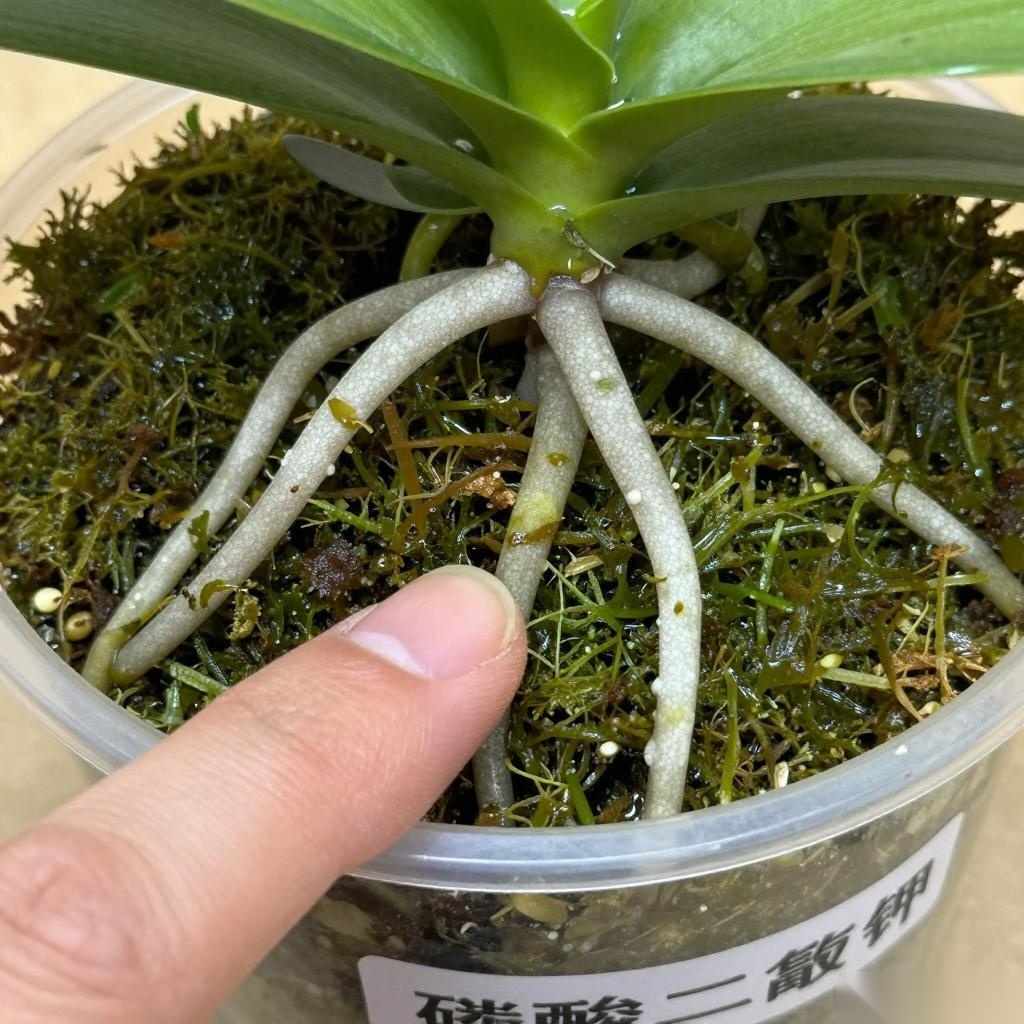 年宵花养护技巧:开花技巧+复花方法全解析-美典花卉云巢