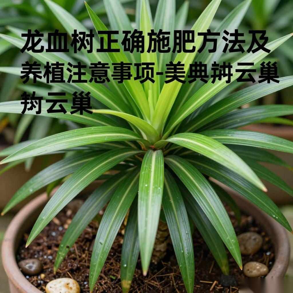 龙血树正确施肥方法及养植注意事项-美典花卉云巢