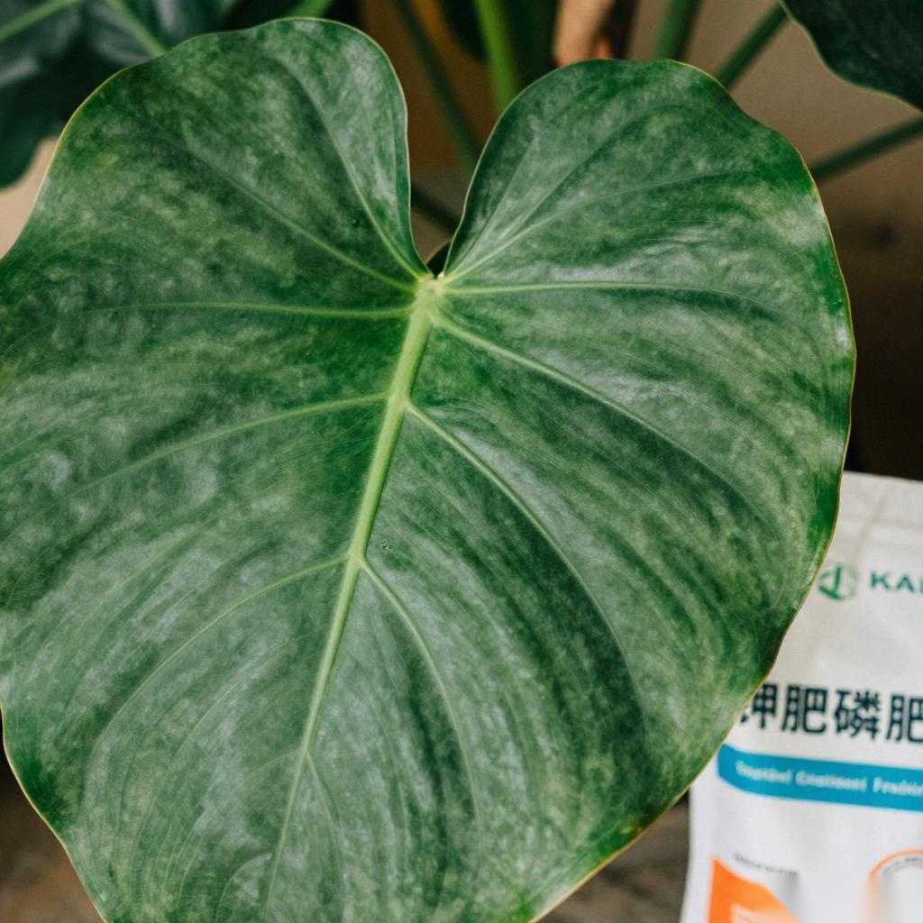 龙血树正确施肥方法及养植注意事项-美典花卉云巢