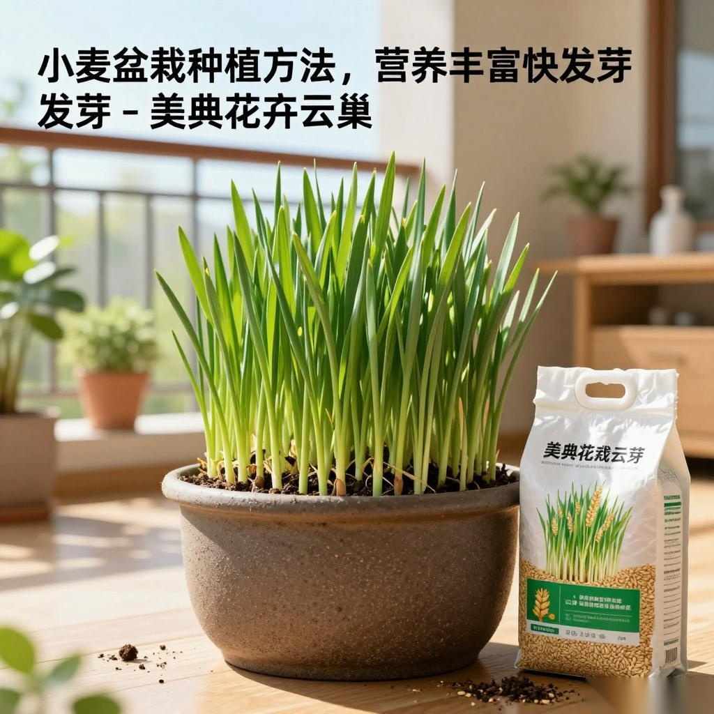 小麦盆栽种植方法，营养丰富快发芽-美典花卉云巢