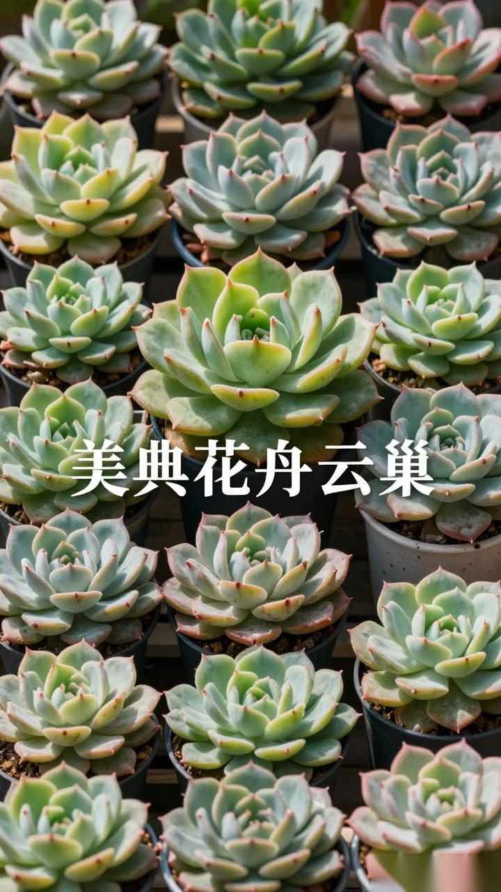 多肉植物品种大全及多肉植物作者推荐-美典花卉云巢