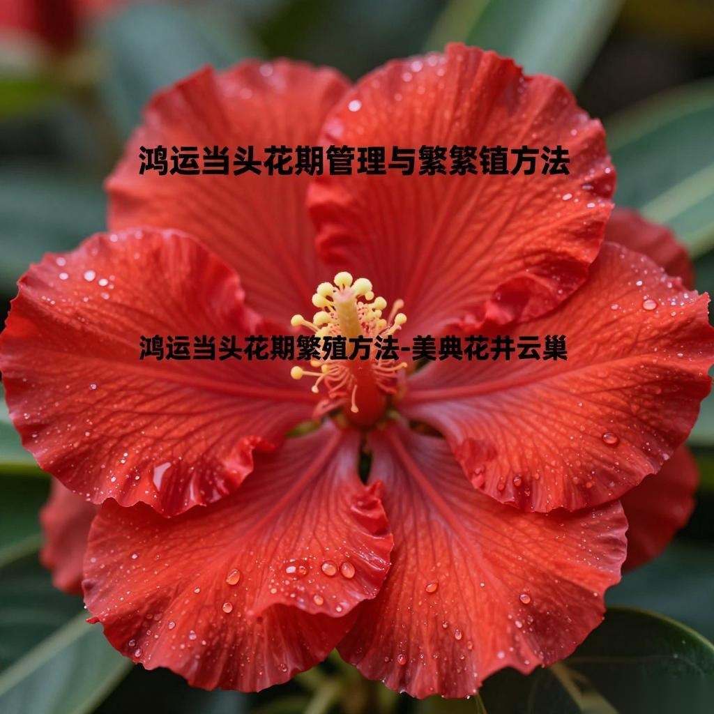 鸿运当头花期管理与繁殖方法-美典花卉云巢