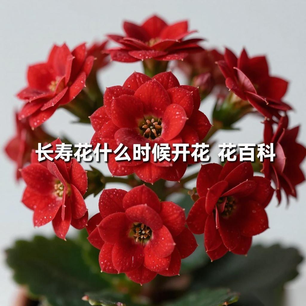 长寿花什么时候开花 - 花百科