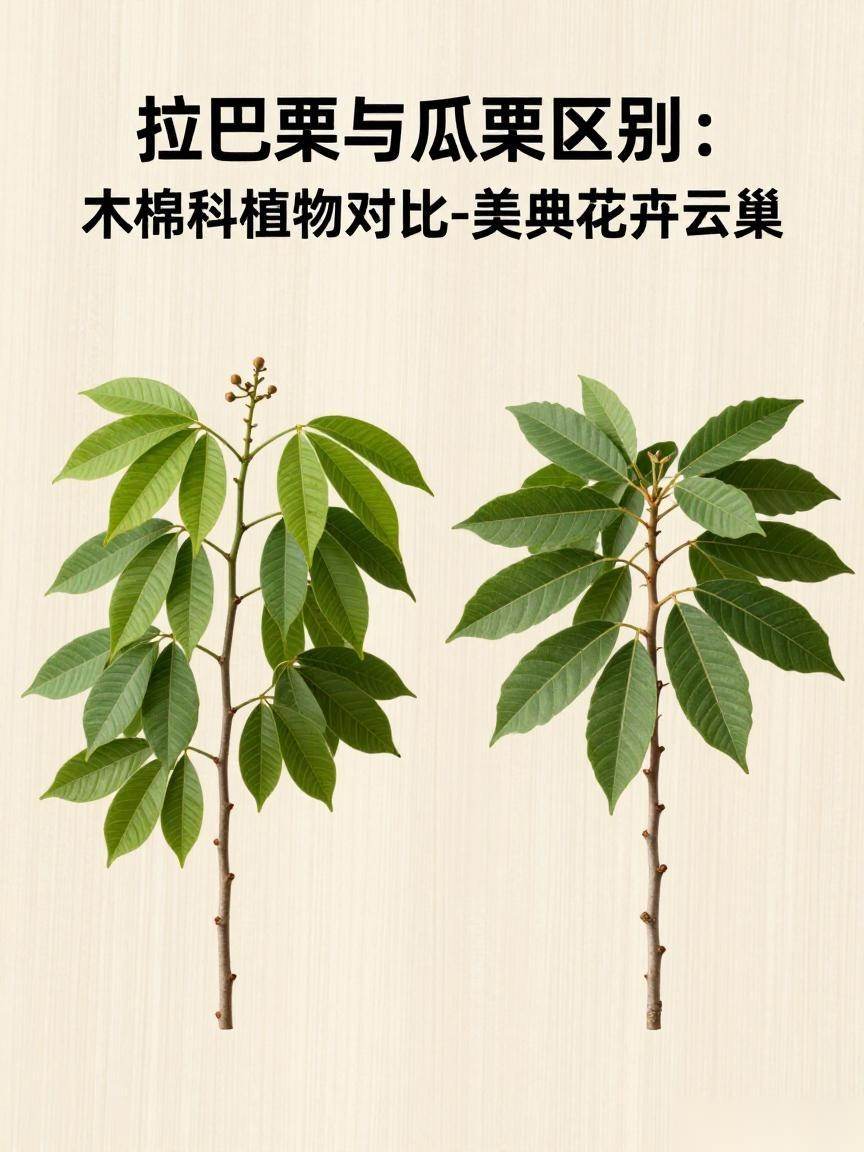拉巴栗与瓜栗区别：木棉科植物对比-美典花卉云巢