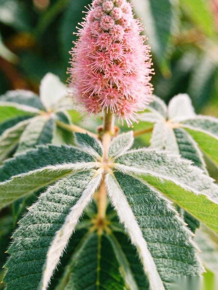 拉巴栗与瓜栗区别:木棉科植物对比-美典花卉云巢
