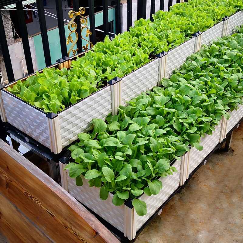 家庭阳台蔬菜种植指南：生菜韭菜大蒜小油菜