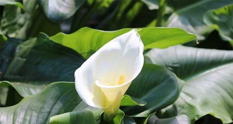 不同颜色马蹄莲花语含义解析，送花指南与寓