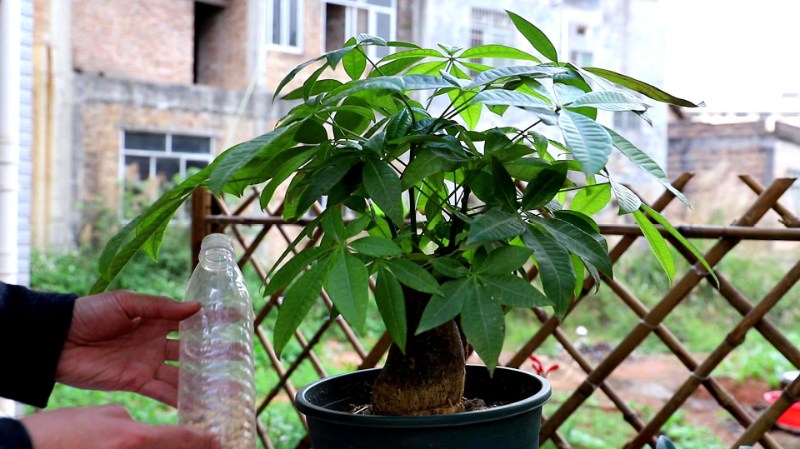 九种寓意吉祥的室内绿植推荐，招财纳福美化