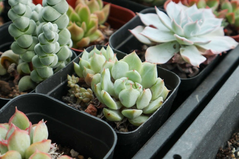 10种高颜值多肉植物推荐，新手养护指南与